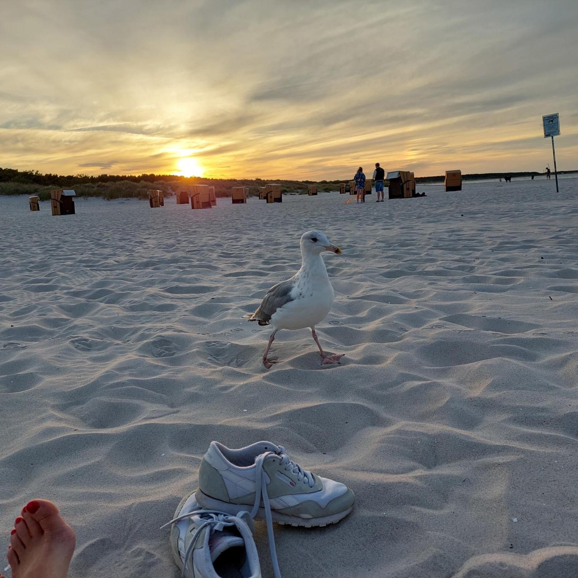 "Nordwest" Ferienwohnung Prerow Exteriér fotografie